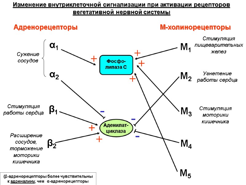 Адренорецепторы М-холинорецепторы α1 α2 β1 β2 М1 М2 М3 М4 М5 Аденилат-циклаза Фосфо-липаза С